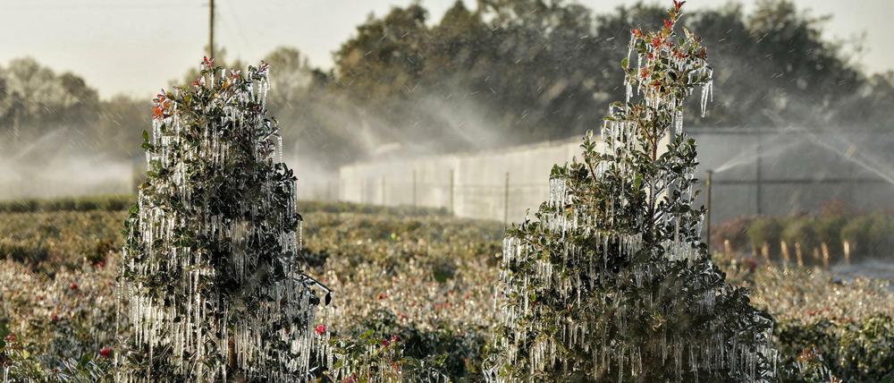 In Florida besprühen Gärtner ihre Pflanzen mit Wasser, um sie vor der ungewöhnlichen Kälte zu schützen. 
