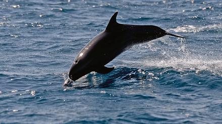 A dolphin is seen on the Pacific Ocean in Monterrico, Santa Rosa department, Guatemala on February 26, 2021. (Photo by Johan ORDONEZ / AFP)