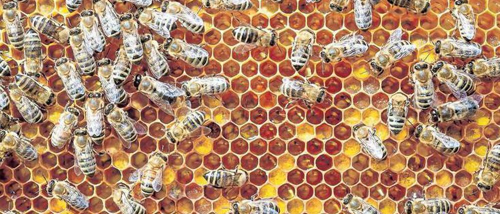 Blick auf die Wabe eines gesunden Bienenstockes. Dringt aber die Varroamilbe ein, wird die Brut getötet.