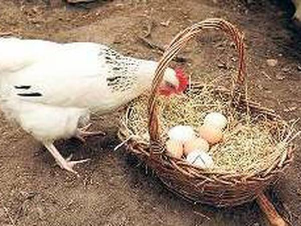 Fünf bis sieben Eier findet die Familie jeden Morgen in den Nestern. Die kommen ins Eierkörbchen. 