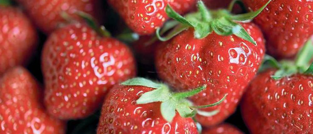 Bislang stammen die angebotenen deutschen Erdbeeren noch aus dem Folienanbau. In Potsdam-Mittelmark wird die Ernte wohl erst in rund zwei Wochen beginnen. 