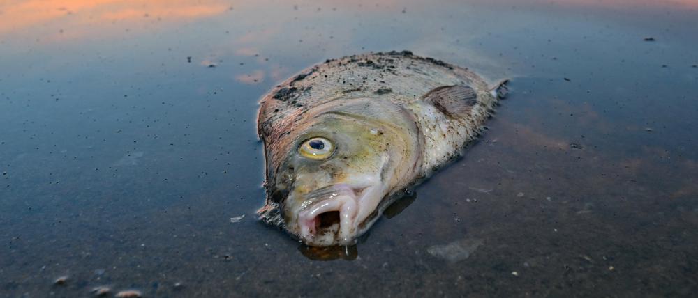 Triste Realität an der deutsch-polnischen Grenze: Immer wieder schwimmen tote Fische an der Oberfläche der Oder.