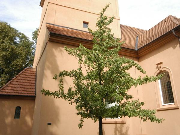 Kulturgut. Vor der Dorfkirche erinnert ein Birnenbaum an Fontanes Gedicht. 