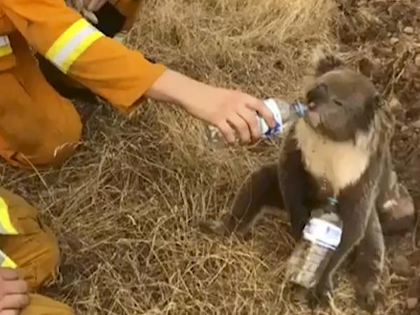 Fast ein Drittel des Lebensraums der Koalas in South New Wales wurde durch die Feuer vernichtet.