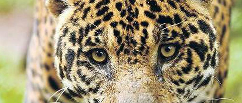 Kompakt. Jaguare werden nur 70 Zentimeter hoch, aber bis zu 160 Kilogramm schwer. 