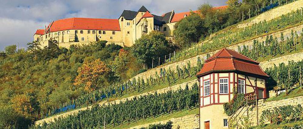 Eine Kultur gedeiht. In den Unstruter Weinbergen bei Schloss Neuenburg wächst Weißburgunder. 