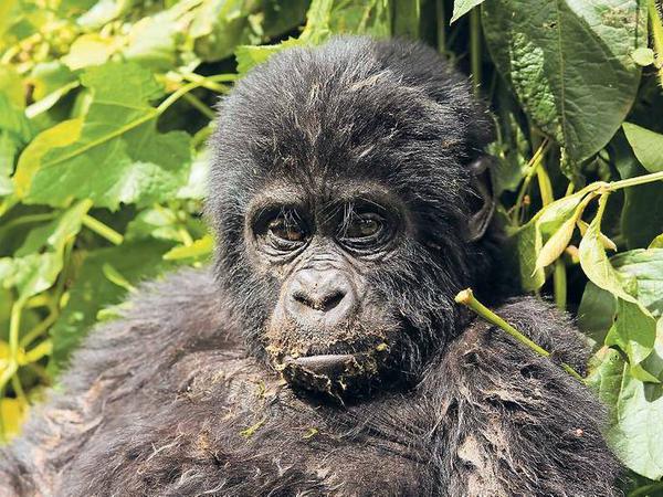Um die Menschenaffen zu retten, ist der Bwindi-Regenwald heute ein Nationalpark.