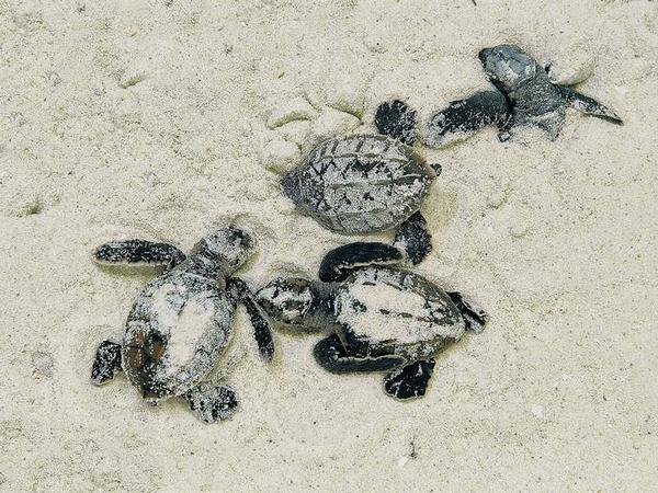Die Meeresschildkröten dösen entspannt am Strand, während ihre Artgenossen an Land sich an vergorenen Früchten laben. 