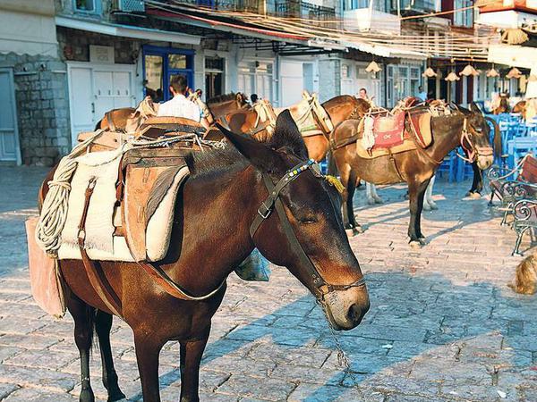 Ihr Huf eilt ihnen voraus. Im Hafen warten Esel und Maultiere darauf, Lasten und Touristen zu transportieren. Autos sind auf der Insel verboten.