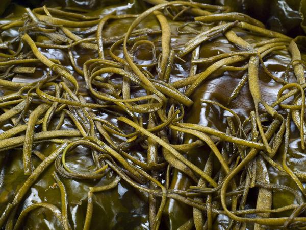 Die Kombu-Algen sind besonders reich an Glutamat.