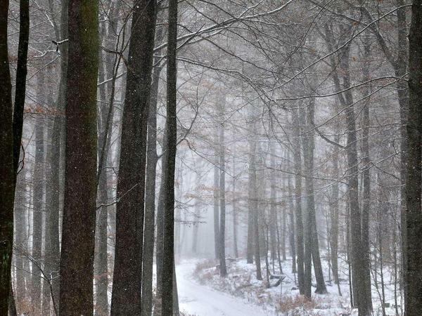 Der Winterwald im Nationalpark Spessart in Bayern. Die Naturschutzverbände wünschen sich mehr "wilden Wald", in dem keine Nutzung mehr stattfindet. 