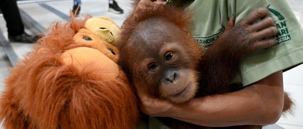 Noch unter Menschen: Orang-Utan Bon Bon. Jetzt wird der vor Schmugglern gerettete Tier ausgewildert. 