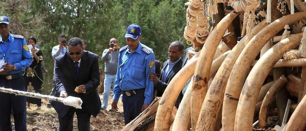 Äthiopien hat vor wenigen Tagen Stoßzähne verbrannt, die zuvor beschlagnahmt worden waren. Wenigen Wochen zuvor hat Kenia das gleiche getan. Einige europäische Staaten haben ebenfalls ihre Elfenbeinvorräte vernichtet. 