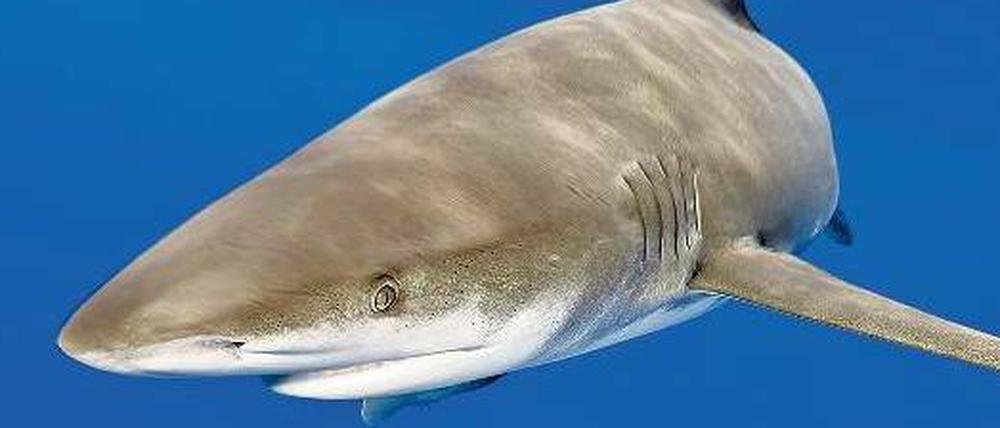 Bedrohtes Raubtier. Der Hochsee-Weißflossenhai soll eine Chance bekommen. 