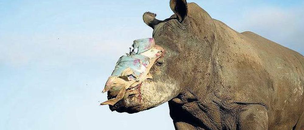 Ein Nashorn namens Hoffnung. Das vierjährige Rhinozeros „Hope“ überlebte in Südafrika eine Attacke von Wilderern, die ihm die Hörner abhackten. Tierärzte der Universität von Pretoria retteten dem gequälten Tier in mehreren Notoperationen das Leben. Es trägt nun eine schützende Platte über der Wunde. 