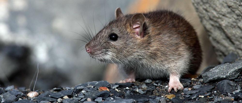 Die Ratten vermehren sich auch in New York rasend schnell.