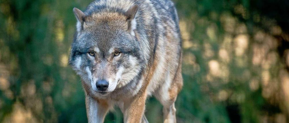 In die Lausitz sind die Wölfe zuerst zurückgekehrt. Inzwischen sind auch in vielen anderen Bundesländern Wölfe gesichtet worden. Der Wolf gehört zu den Erfolgsgeschichten des Naturschutzes. 