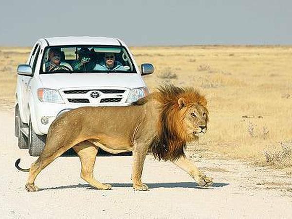 Der Löwe hat Vortritt. Im Etoscha-Nationalpark gilt das für alle Tiere. 