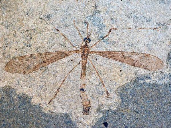 Eine versteinerte Mücke von der Fjordinsel Fur. Fossilien wie dieses sind dort leicht zu finden. 