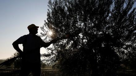 Der Klimawandel forciert Preissteigerungen unter anderem bei Olivenöl.