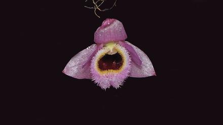 Die rosa-gelbe Mini-Orchidee Dendrobium fuscifaucium aus Laos. 