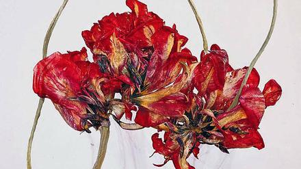 Wasserpflanzen. Für ihre Serie "Floriszenz" (2019) taucht Kathrin Linkersdorff diverse Blüten wie diese Tulpen in Gläser voll Wasser.