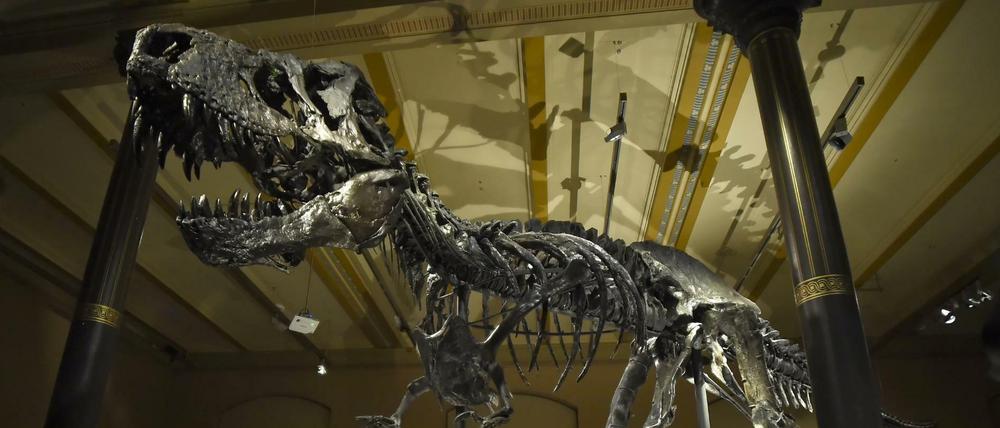 T.rex "Tristan" is displayed in the Natural History Museum in Berlin
