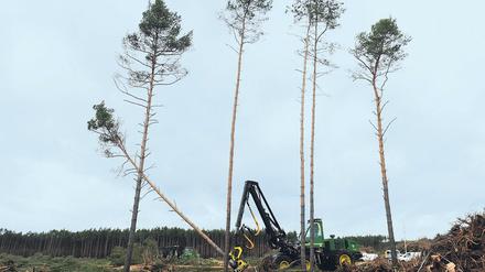Die Rodungen gehen weiter. Die Abholzarbeiten bei Grünheide wurden am Freitag fortgesetzt. 