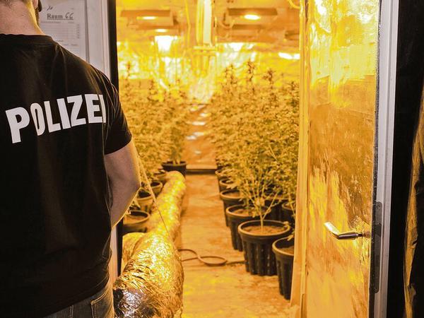 Die Polizei steht vor einer illegalen Cannabis-Plantage in Niedersachsen. 