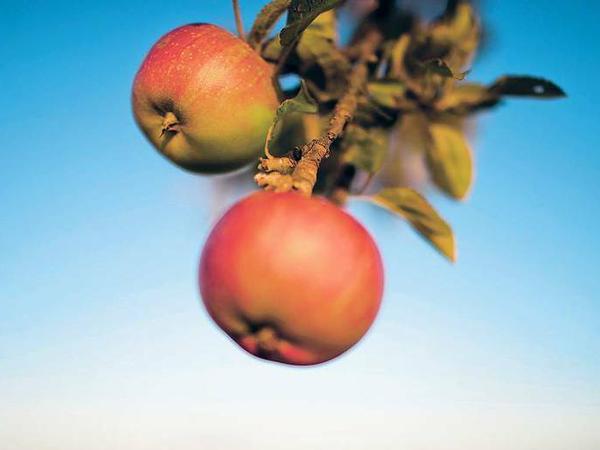 Weit vom Stamm: Äpfel sind ein Weltmarktprodukt, entsprechende Wege legen sie zurück.