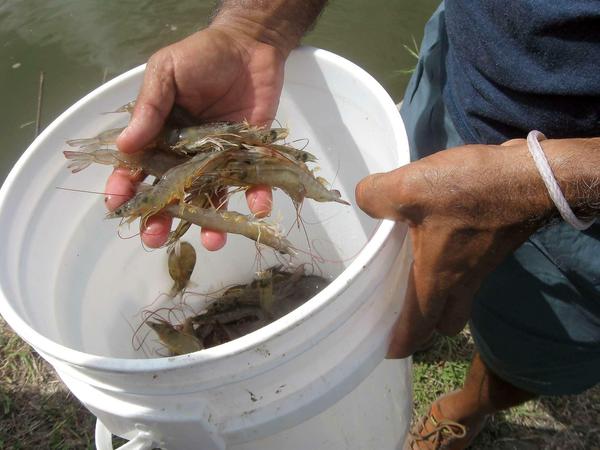 Bio-Shrimps aus einem Teich auf der Pazifik-Halbinsel Nicoya in Costa Rica. Sie haben Platz, müssen nicht mit Hilfe von Kunstdünger in Rekordzeit wachsen, und werden nicht mit Antibiotika behandelt. Gefüttert werden sie mit Öko-Futter ohne Gentechnik. 
