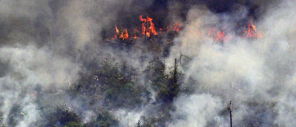 Rund 10.000 der insgesamt wohl 80.000 Brände im Amazonasgebiet sind in den letzten sieben Tagen entfacht worden. 