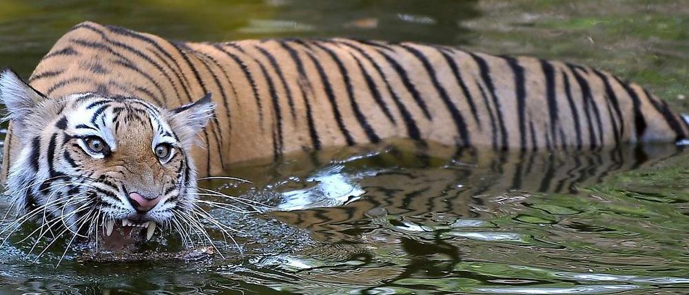 Akut vom Aussterben bedroht. Wie die Tiger sind viele Tier- und Pflanzenarten in ihrem immer weiter schrumpfenden Lebensräumen kaum noch überlebensfähig. Der neue Weltbiodiversitätsrat Ipbes soll über den Zustand der Weltökosysteme und die Möglichkeiten zu ihrem Schutz berichten. 