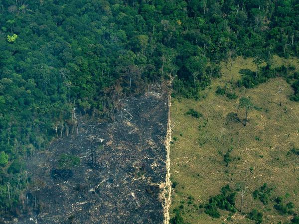 Ein verbranntes Gebiet des Amazonas-Regenwaldes im Reservat Serra do Cachimbo im Bundesstaat Para.