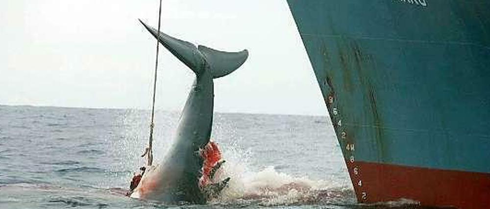 Ein japanisches Schiff zieht einen verletzten Wal aus dem Meer.