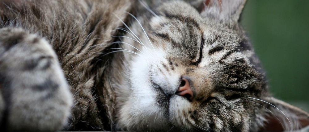 Schmusekätzchen? Manchmal ja, manchmal nein: Katzen sind Jäger - und Haustiere. Fast 13 Millionen leben in Haushalten.