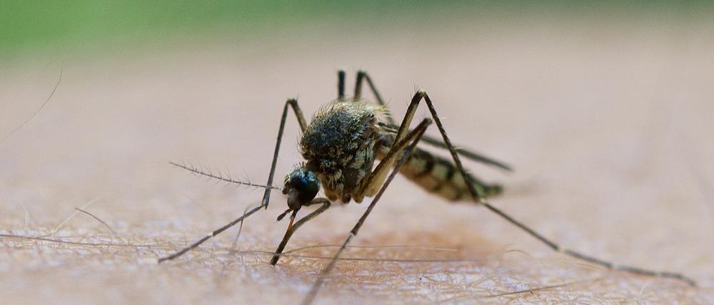 Ein Stich und schon ist es passiert: Berlin und Brandenburg erleben derzeit eine Mückenplage.