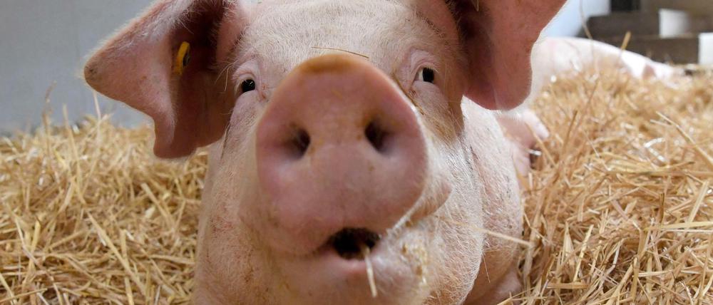 Das geplante staatliche Tierwohllabel für Fleisch soll die Haltungsbedingungen von Tieren verbessern.