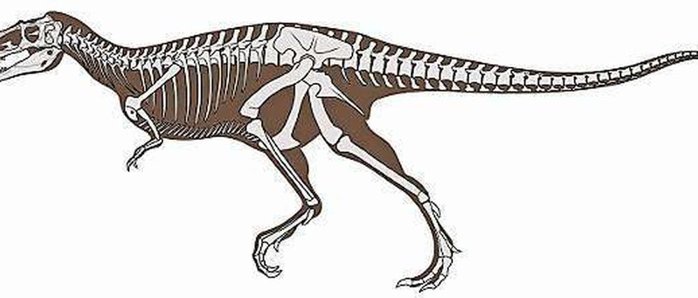 Eleganter Räuber: Rekonstruktion des langschnäuzigen Tyrannosauriers Alioramus altai aus der Wüste Gobi, 66 Millionen Jahre alt.