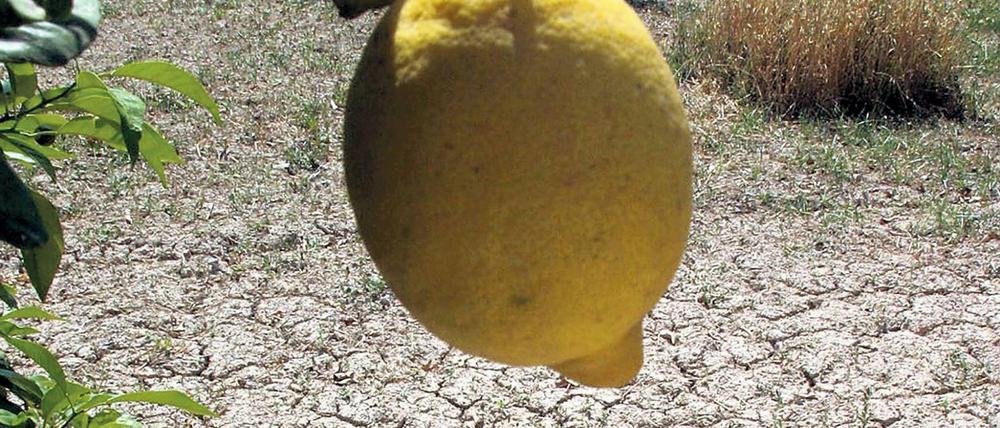 Eine einzelne Zitrone baumelt über der ausgetrockneten Erde einer Zitrusplantage in der spanischen Provinz Alicante. 