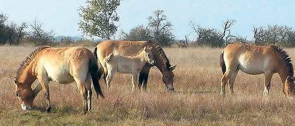Verwandt. Die Urahnen der modernen Pferde sind ausgestorben. Ihre Verwandten, die Przewalski-Pferde, leben heute nicht nur in Zoos, sondern auch wieder in freier Wildbahn.