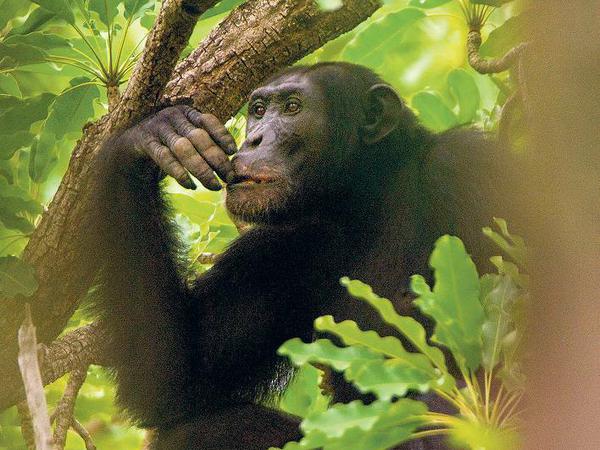 Blick in die Zukunft. Wissenschaftler streiten, ob Schimpansen die Fähigkeit haben, verschiedene Handlungen in Gedanken durchzuspielen und sich für eine zu entscheiden. 