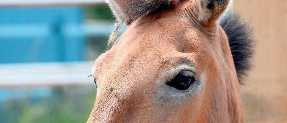 Przewalski-Pferde sind mit dem Urpferd verwandt. Wie dieses haben sie ein helles Fell und eine dunkle Mähne.