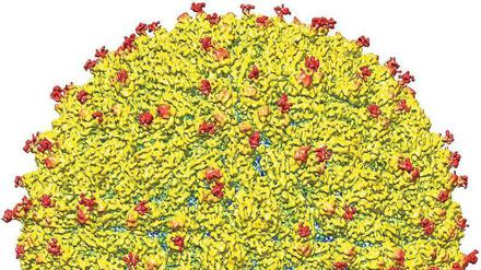 Porträt des Virus. Die Analyse zeigt nahezu atomkleine Strukturen des Zika-Virus. 