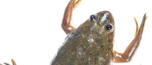 Der Krallenfrosch (Xaenopus laevis) ist ein oft verwendeter Modelorganismus in der entwicklungsbiologischen Grundlagenforschung. 