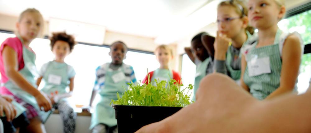 Bei einer Sommerschule - hier zum Thema Ernährung - sitzen Kinder in einem Bus und blicken auf eine zartgrüne Pflanze in einem Blumentopf.