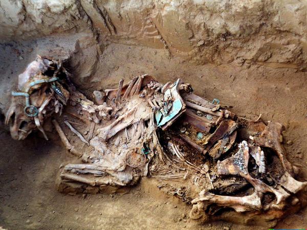 Forscher haben das Erbgut eines vor 2700 Jahren im Osten Sibiriens (im heutigen Jakutien) geopfertes und begrabenes Pferd untersucht.