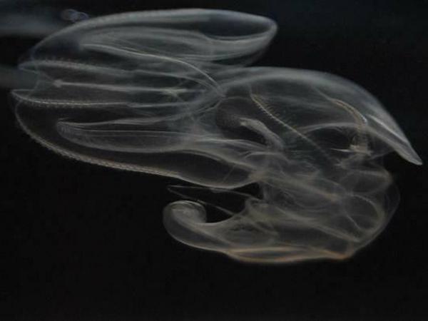 Eingeschleppt. Die Rippenqualle Mnemiopsis leidyi kam vermutlich mit Ballastwasser in die Ostsee. Sie frisst Plankton und ist ein Nahrungskonkurrent für viele andere Tiere. 