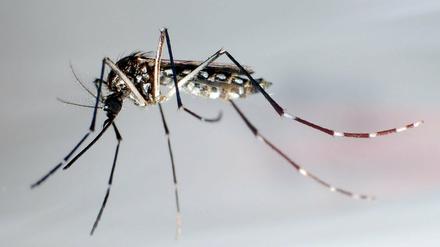 Zika wird vor allem durch Moskitos übertragen.